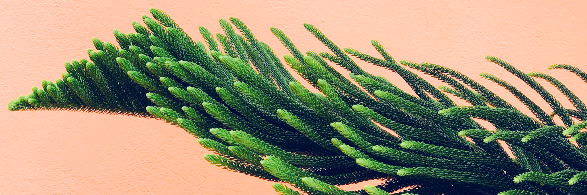 Ingredients like this plant next to the wall help to take charge of your skin, get rid of severe acne and give lasting change.