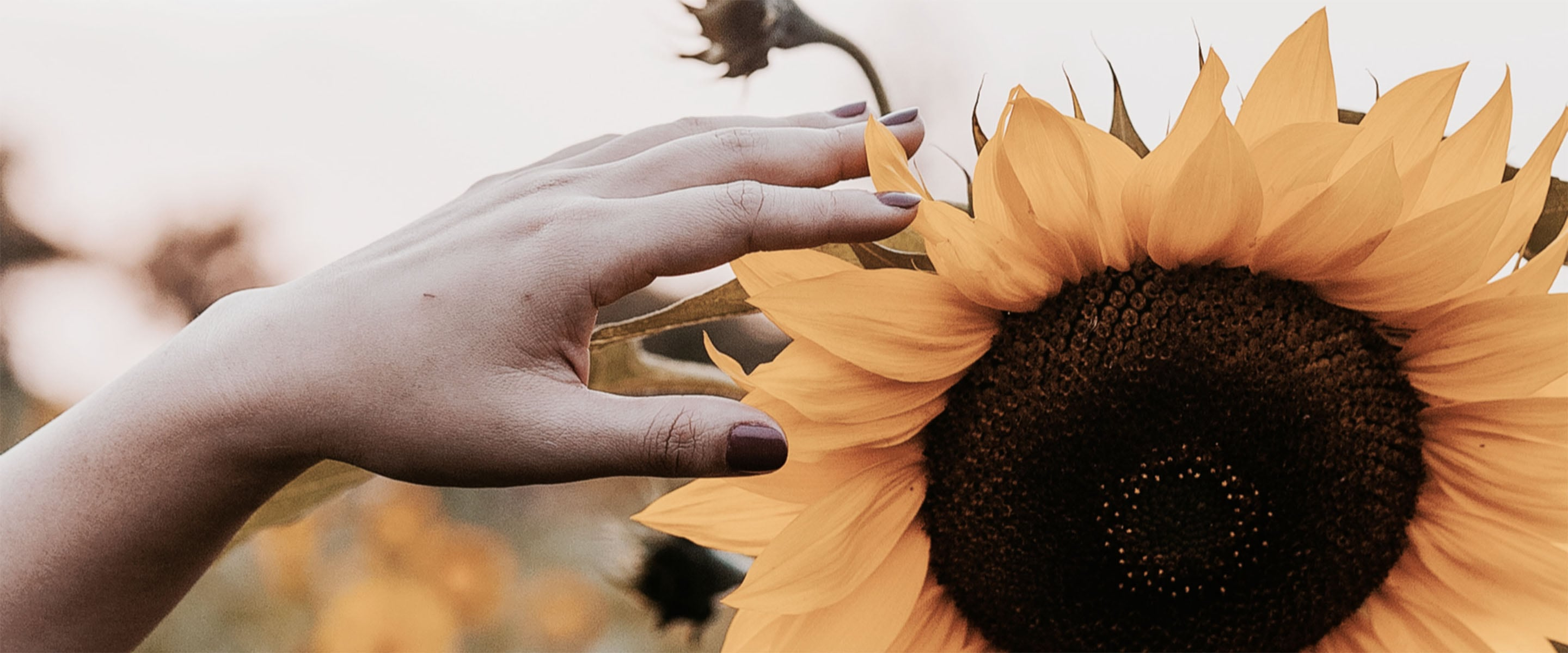 The oil from the sunflower this woman is touching helps to fight severe acne and give you the most lasting change.
