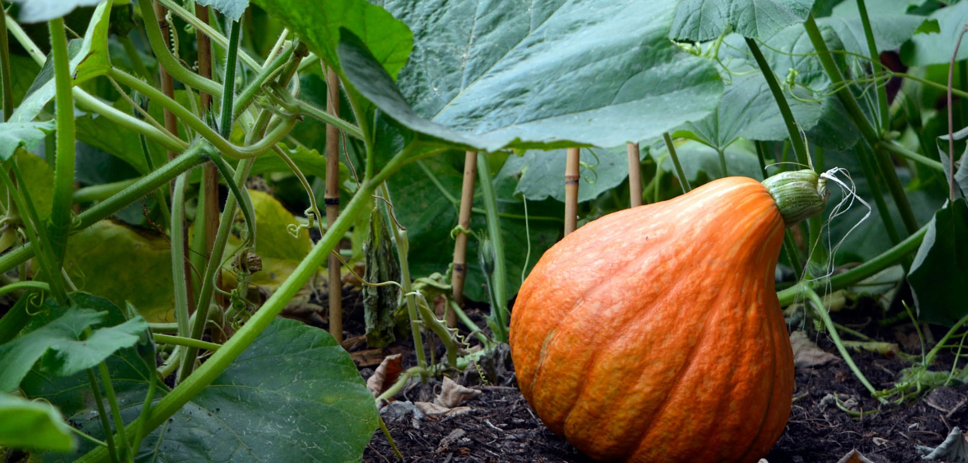 Ingredients like this on that is growing in the garden help to solve severe acne and bring lasting change in a few steps.