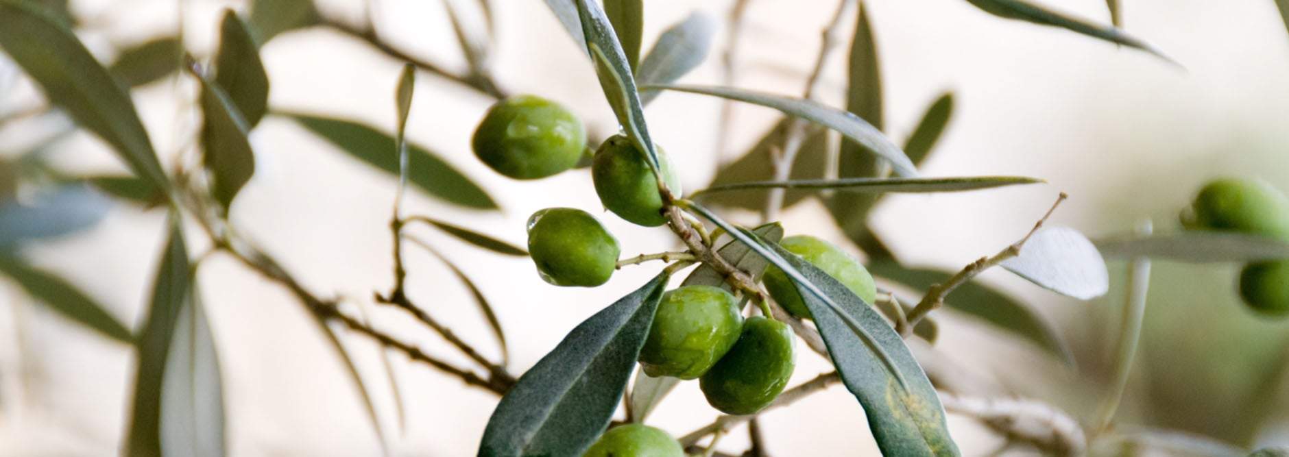 Ingredients like oil from this olive help to give you a great foundation for healthy skin. You will thank yourself years later.