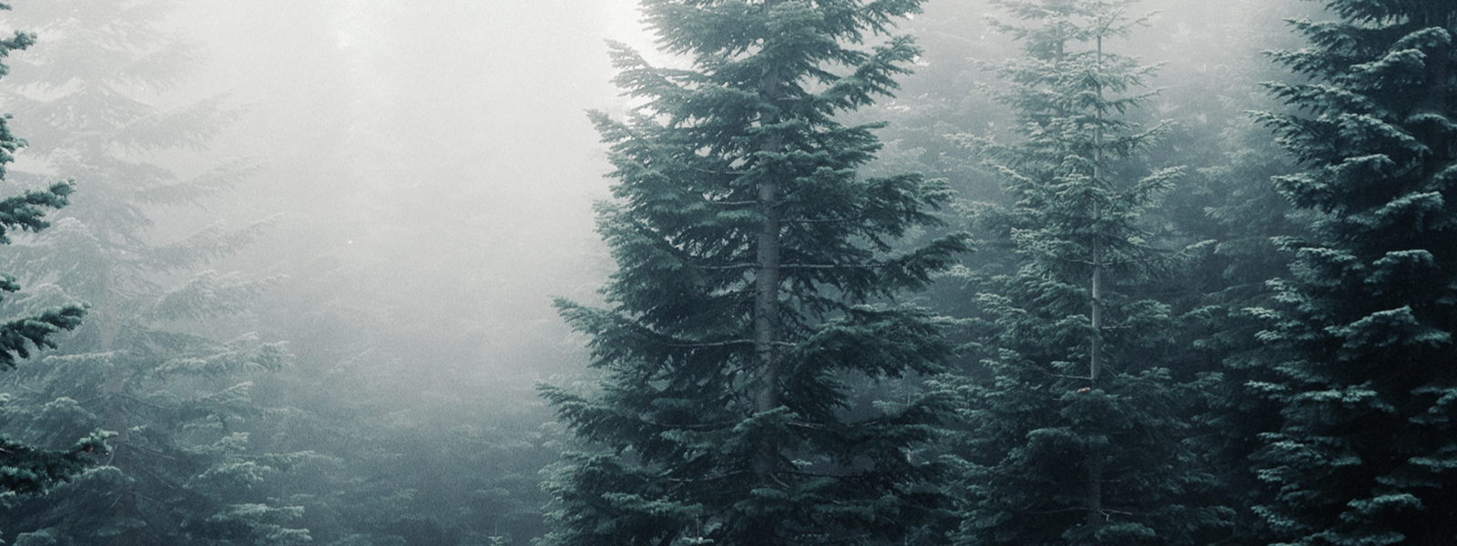 What decorates your tree?