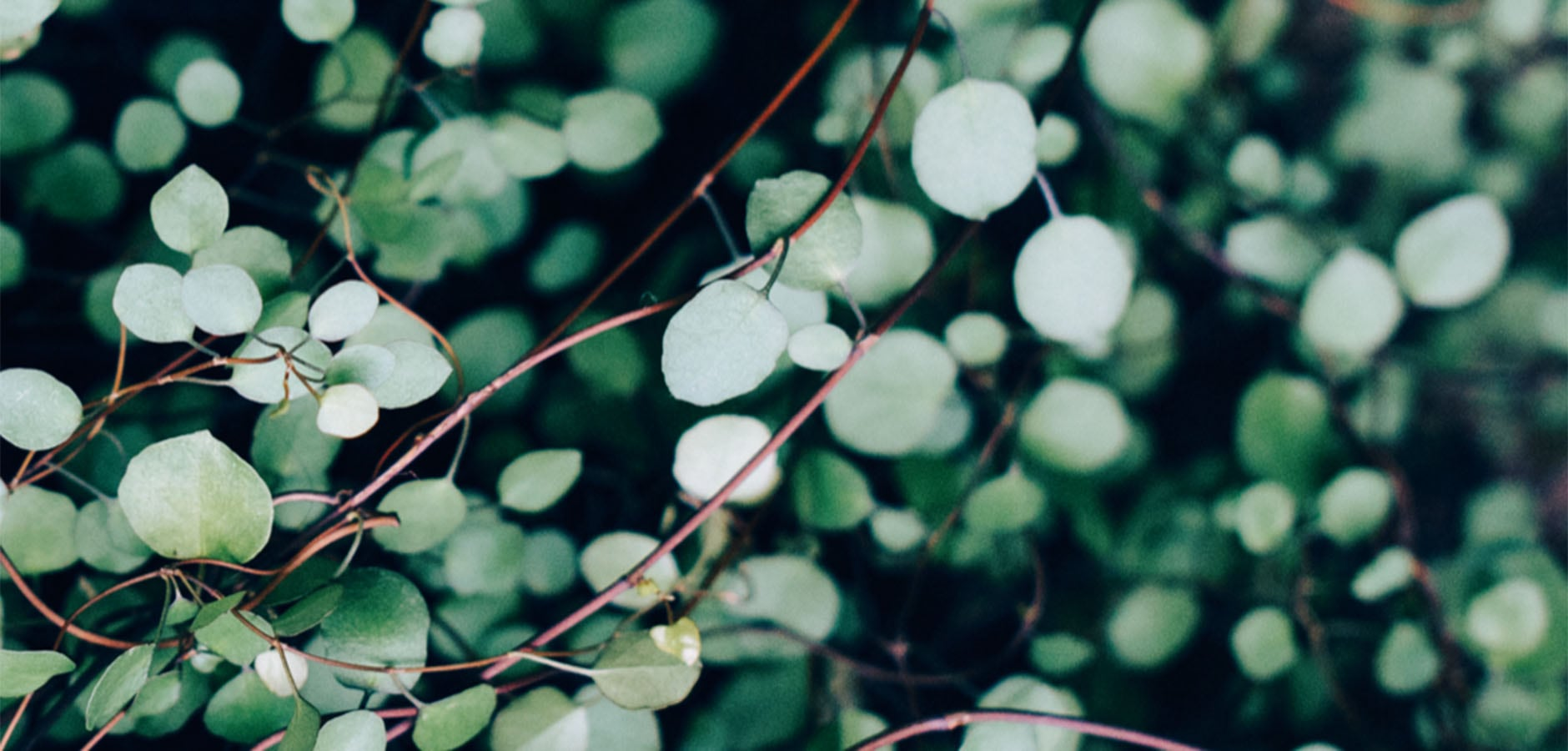 Oil from this oregano plant can help to remove irritation and nourish your skin to clear it up.