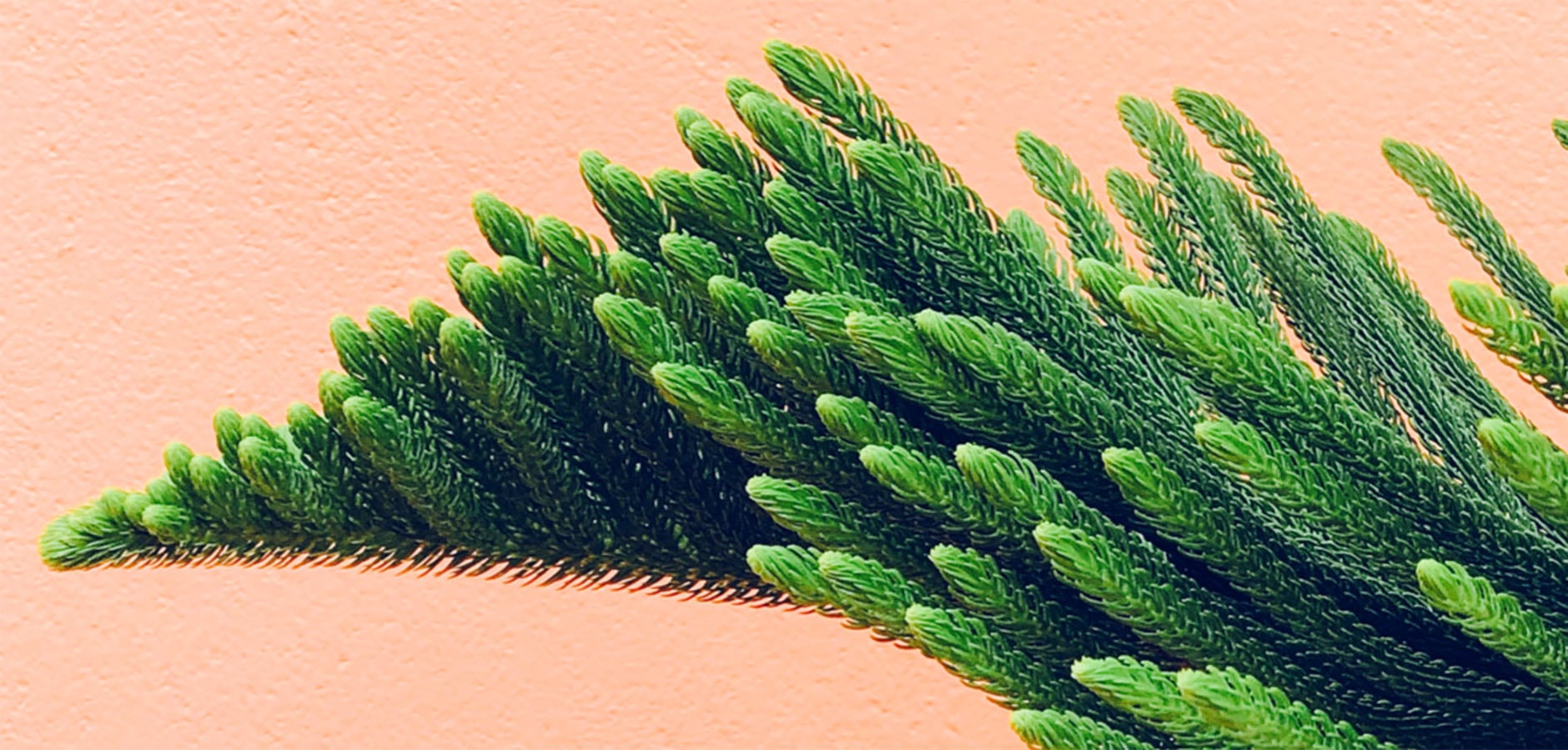 Ingredients that come from plants like this on will give you a great skin foundation for your face & body for later years.