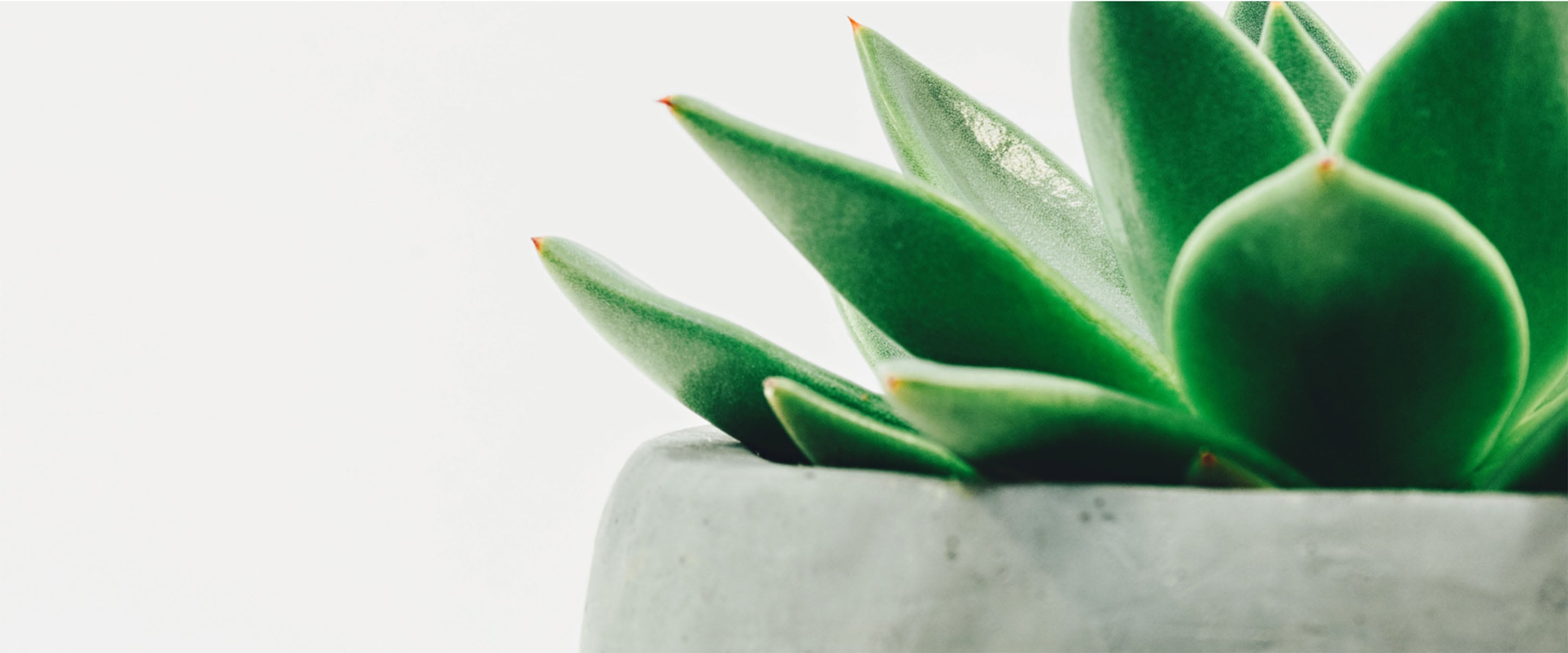 The ingredients from this aloe plant will change how you care for your skin to nourish your skin and solve eczema.
