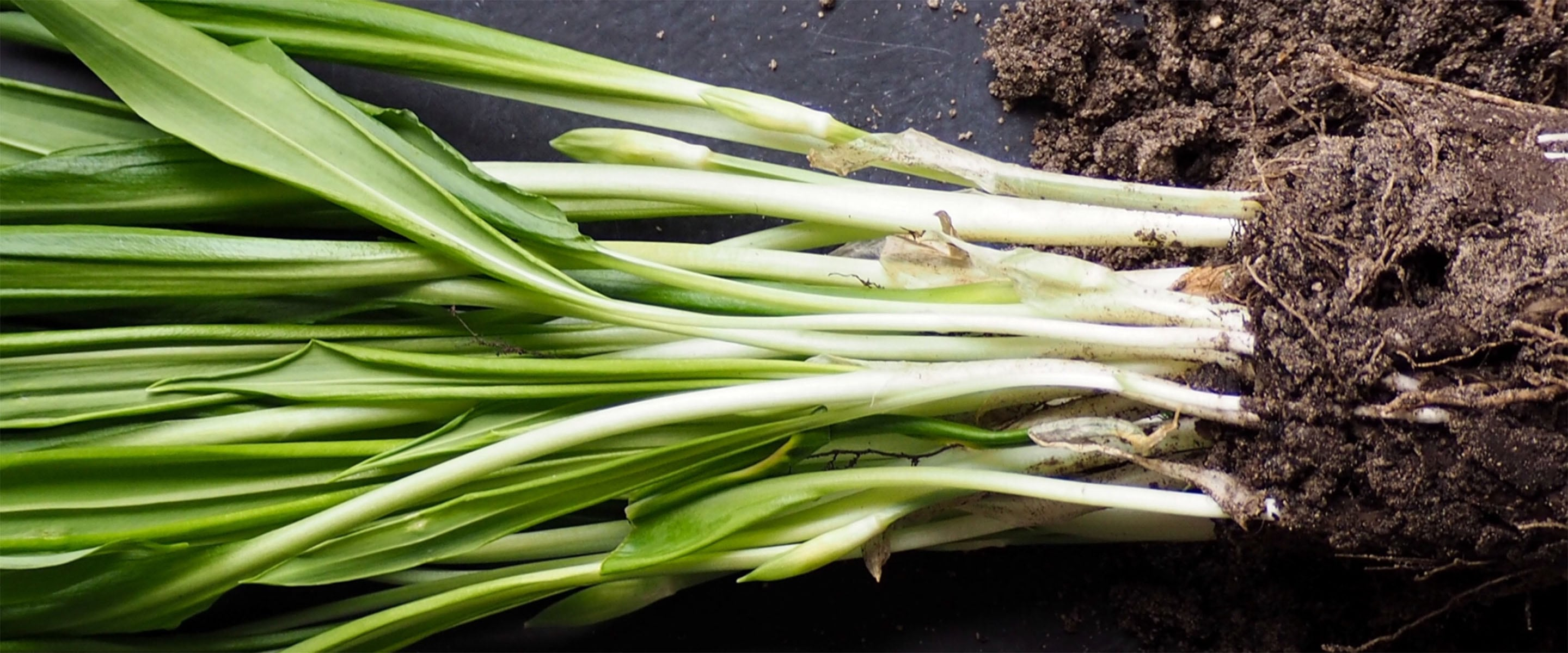 The healthy oil from this plant laying on the table helps to eliminate and soothe irritation from your from your skin.