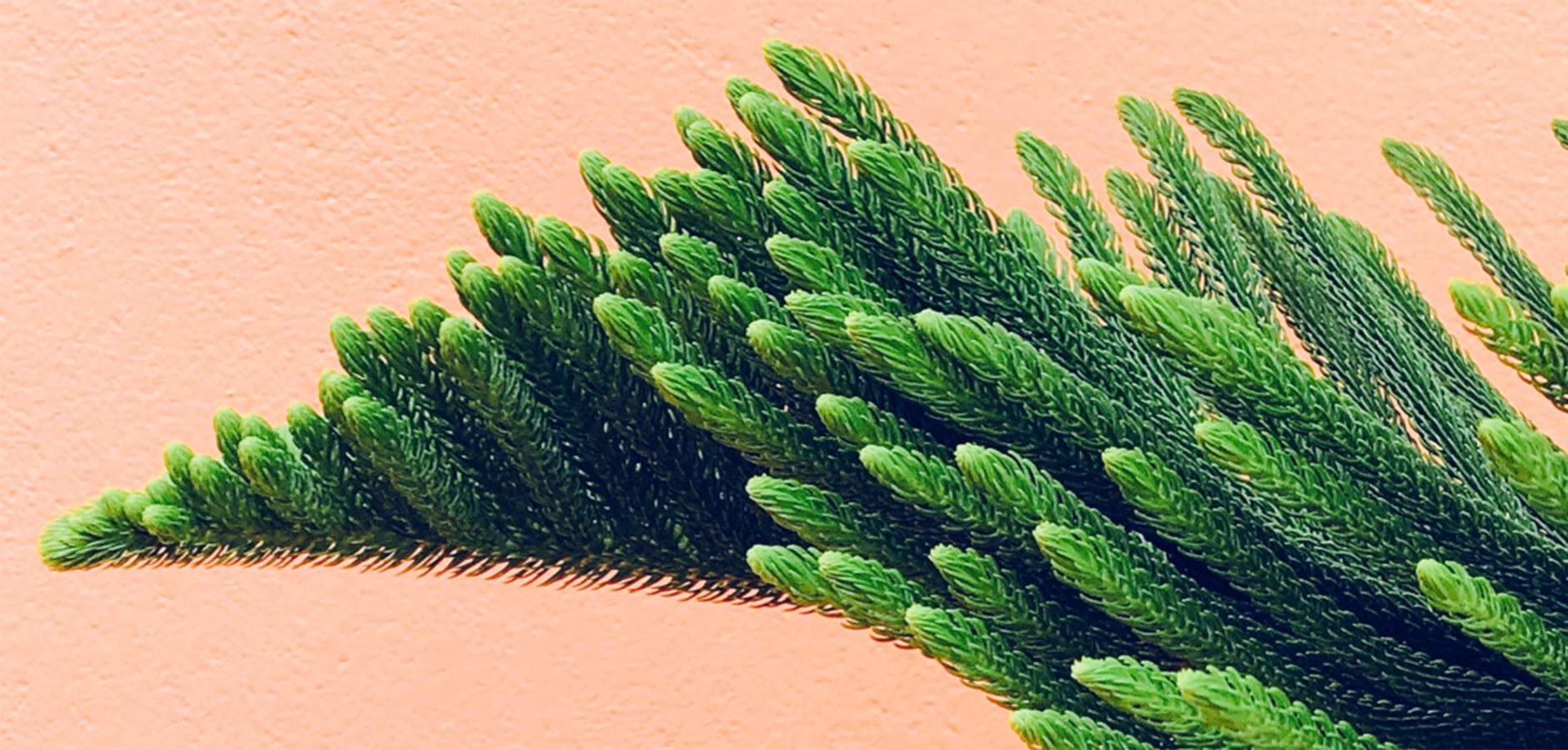 Ingredients like from this plant next to the wall will help to remove irritations and nourish your skin to do the trick.